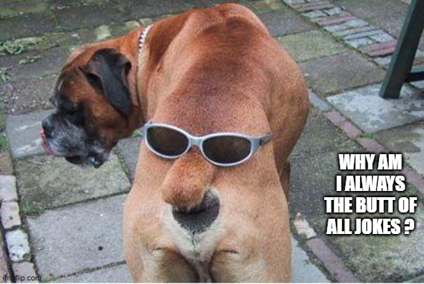 Dog wants to know why he is the butt of all jokes.   --  funny  -- | WHY AM I ALWAYS THE BUTT OF ALL JOKES ? | image tagged in funny,dogs,butt,jokes,humor,funny memes | made w/ Imgflip meme maker