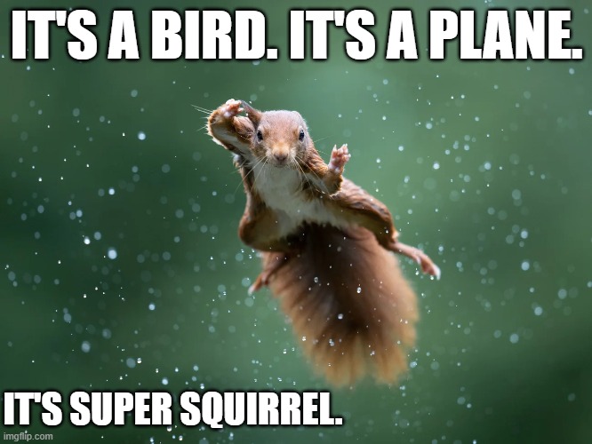 It's a bird. It's a plane. It's SUPER SQUIRREL !!        --  FUNNY  -- | IT'S A BIRD. IT'S A PLANE. IT'S SUPER SQUIRREL. | image tagged in funny,squirrel,flying,humor,funny memes | made w/ Imgflip meme maker