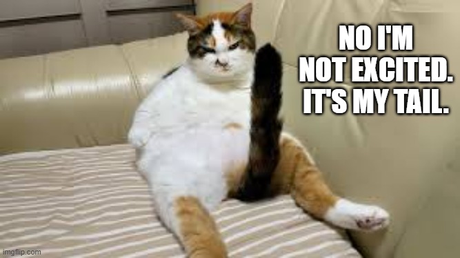 The cat says he's not excited. It's just his tail.  --  funny  -- | NO I'M NOT EXCITED. IT'S MY TAIL. | image tagged in cat,funny,kittens,humor,tails,funny cat memes | made w/ Imgflip meme maker