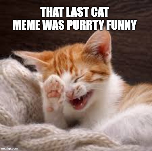 Kitten says "that last cat meme was purrty funny." | THAT LAST CAT MEME WAS PURRTY FUNNY | image tagged in cat,funny,kittens,humor,funny cat memes | made w/ Imgflip meme maker