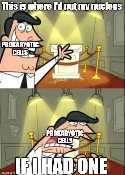 Prokaryotic cells, like archea and bacteria, do not have a nucleus | This is where I'd put my nucleus; PROKARYOTIC CELLS; PROKARYOTIC CELLS; IF I HAD ONE | image tagged in memes,this is where i'd put my trophy if i had one | made w/ Imgflip meme maker