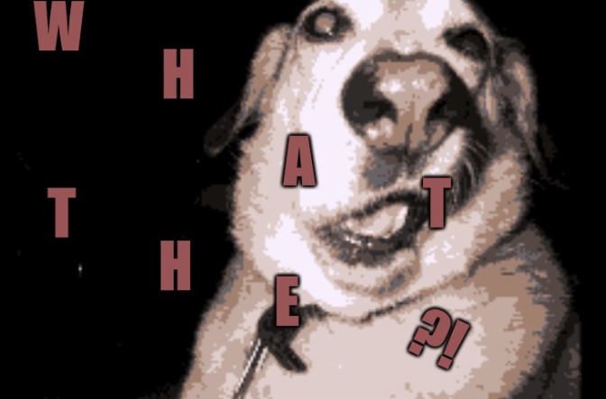 WT? | image tagged in wt | made w/ Imgflip meme maker