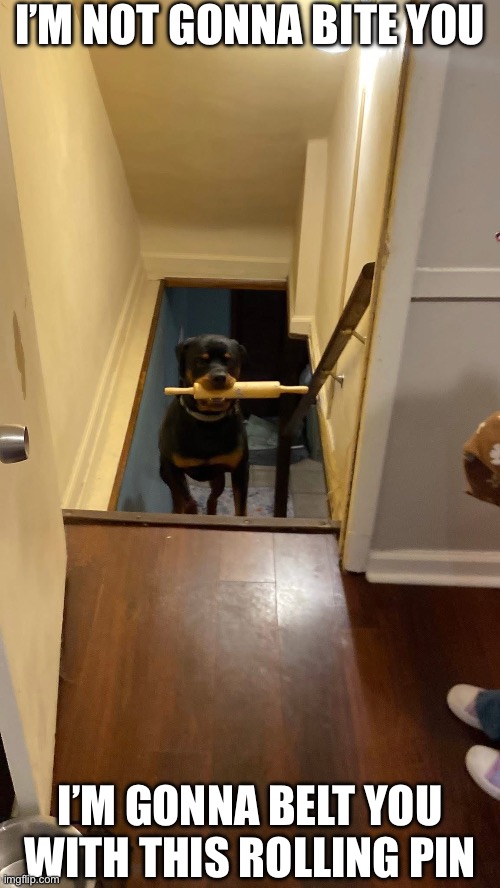 Does your dog bite? No, but he wields a mean rolling pin | I’M NOT GONNA BITE YOU; I’M GONNA BELT YOU WITH THIS ROLLING PIN | image tagged in rolling,cooking,rottweiler,dog,bite,does your dog bite | made w/ Imgflip meme maker