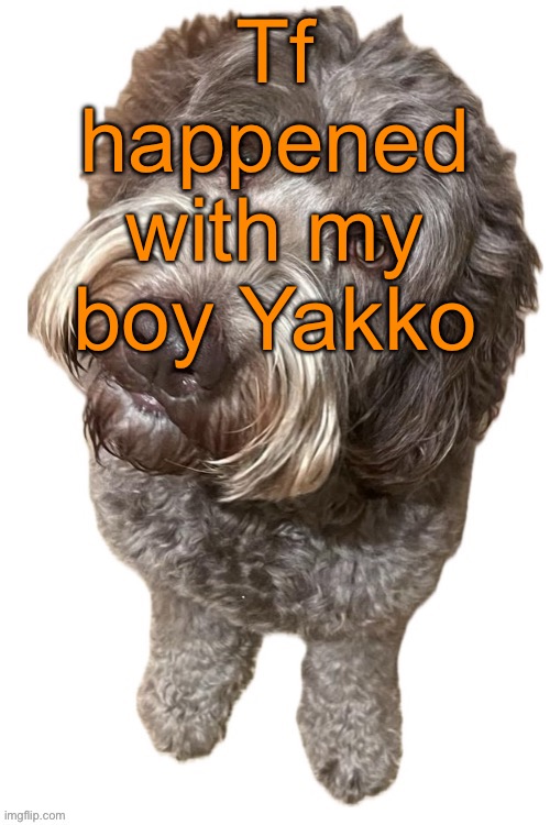 Norther's dog | Tf happened with my boy Yakko | image tagged in norther's dog | made w/ Imgflip meme maker