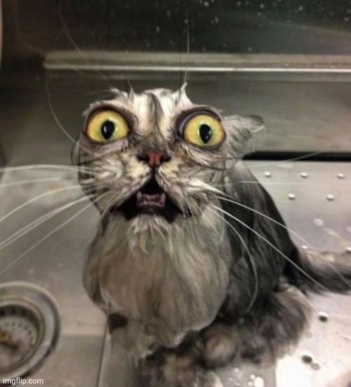 image tagged in astonished wet cat | made w/ Imgflip meme maker