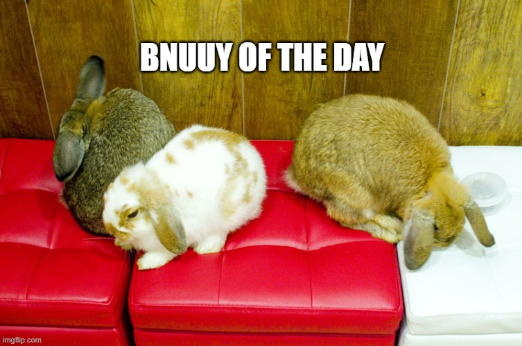 daily bnuuy 10/23 | BNUUY OF THE DAY | image tagged in bnuuy,bunny,cute,aww,memes | made w/ Imgflip meme maker