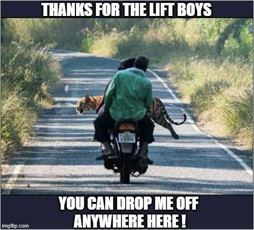 How To Transport A Tiger On A Motorcycle ! | THANKS FOR THE LIFT BOYS; YOU CAN DROP ME OFF 
ANYWHERE HERE ! | image tagged in tiger,motorcycle,lift,optical illusion | made w/ Imgflip meme maker
