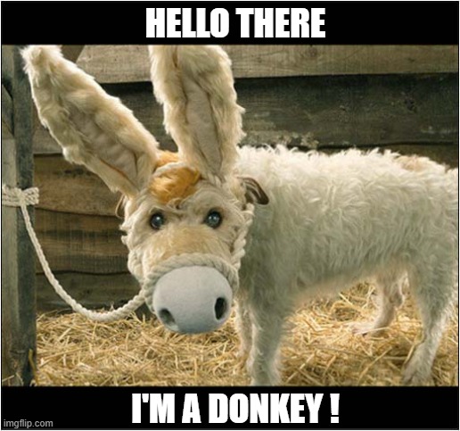 When You Identify As A Farm Animal | HELLO THERE; I'M A DONKEY ! | image tagged in dogs,identity,donkey | made w/ Imgflip meme maker