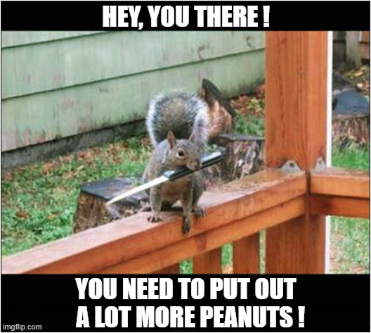 A Threatening Squirrel With A Blade ! | HEY, YOU THERE ! YOU NEED TO PUT OUT
  A LOT MORE PEANUTS ! | image tagged in squirrel,knife,threats,peanuts | made w/ Imgflip meme maker