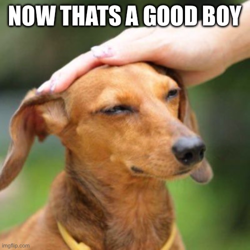 NOW THATS A GOOD BOY | image tagged in good boy | made w/ Imgflip meme maker
