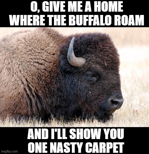 It's hard to sweep buffalo poo under the carpet | O, GIVE ME A HOME WHERE THE BUFFALO ROAM; AND I'LL SHOW YOU
ONE NASTY CARPET | image tagged in vince vance,home,buffalo,memes,bison,home on the range | made w/ Imgflip meme maker