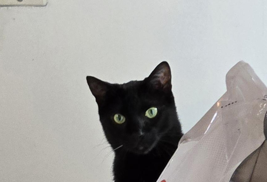 wat Blank Meme Template