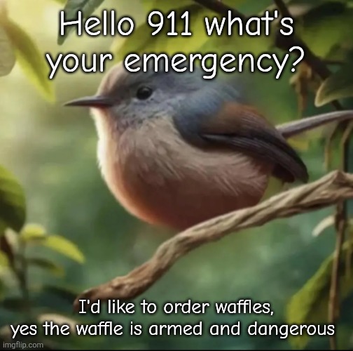 No balls | Hello 911 what's your emergency? I'd like to order waffles, yes the waffle is armed and dangerous | image tagged in no balls | made w/ Imgflip meme maker
