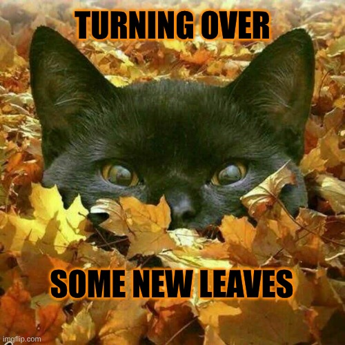 Which leaves are New? | TURNING OVER; SOME NEW LEAVES | image tagged in black cat,autumn leaves,turning over a new leaf,playing,seriously,enjoying life | made w/ Imgflip meme maker