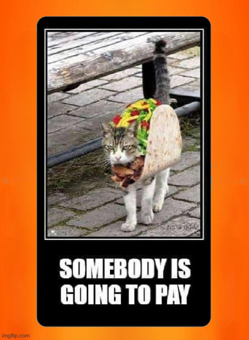 Cat Costume | image tagged in cat,costume,grumpy cat,cosplay,i love tacos,halloween | made w/ Imgflip meme maker