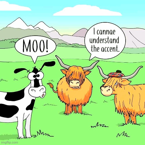 Whit? Whit are ye pure oan aboot mate? | image tagged in scotland,accent,highland cows | made w/ Imgflip meme maker