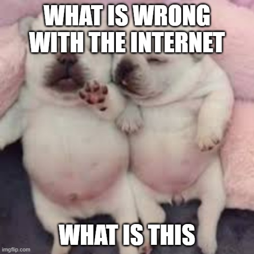 why... WHY????? I DONT WANT TO WASH ITS BELLY | WHAT IS WRONG WITH THE INTERNET; WHAT IS THIS | image tagged in pibble,goofy ahh | made w/ Imgflip meme maker