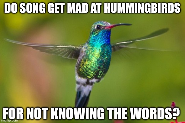 Angry Songbird Noises | DO SONG GET MAD AT HUMMINGBIRDS; FOR NOT KNOWING THE WORDS? | image tagged in hummingbird,song,bird,birds,bad joke,dad joke | made w/ Imgflip meme maker