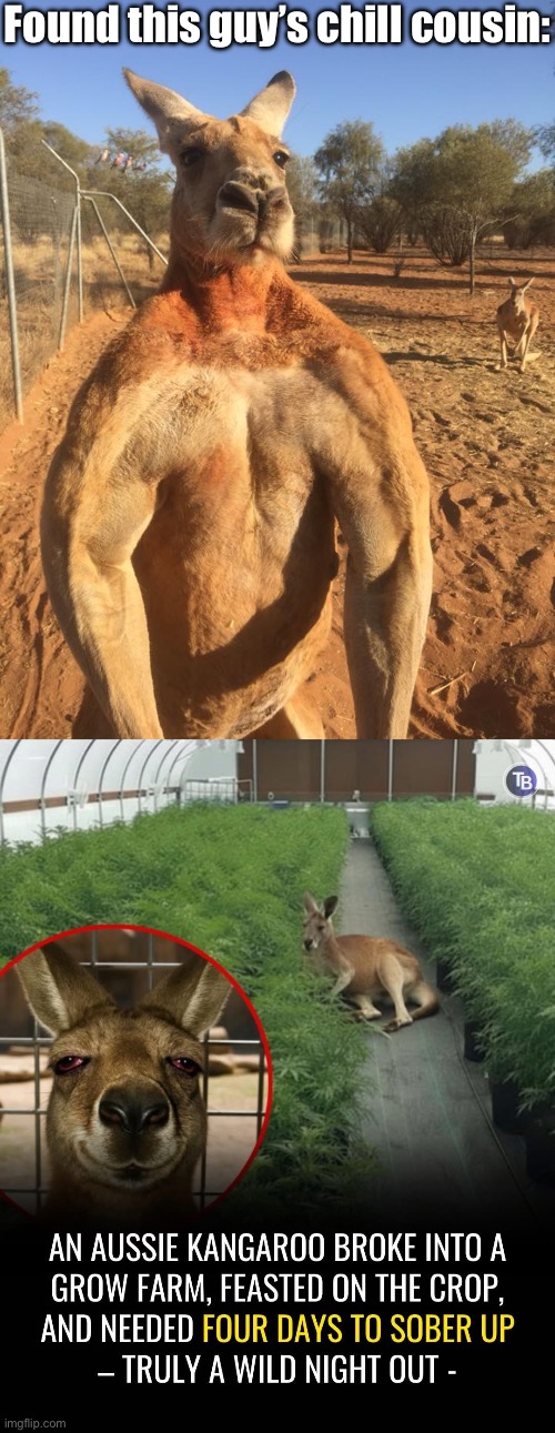 Kangaroo got the Munchies | Found this guy’s chill cousin: | image tagged in badass kangaroo,stoned,stoner,farm,thief | made w/ Imgflip meme maker