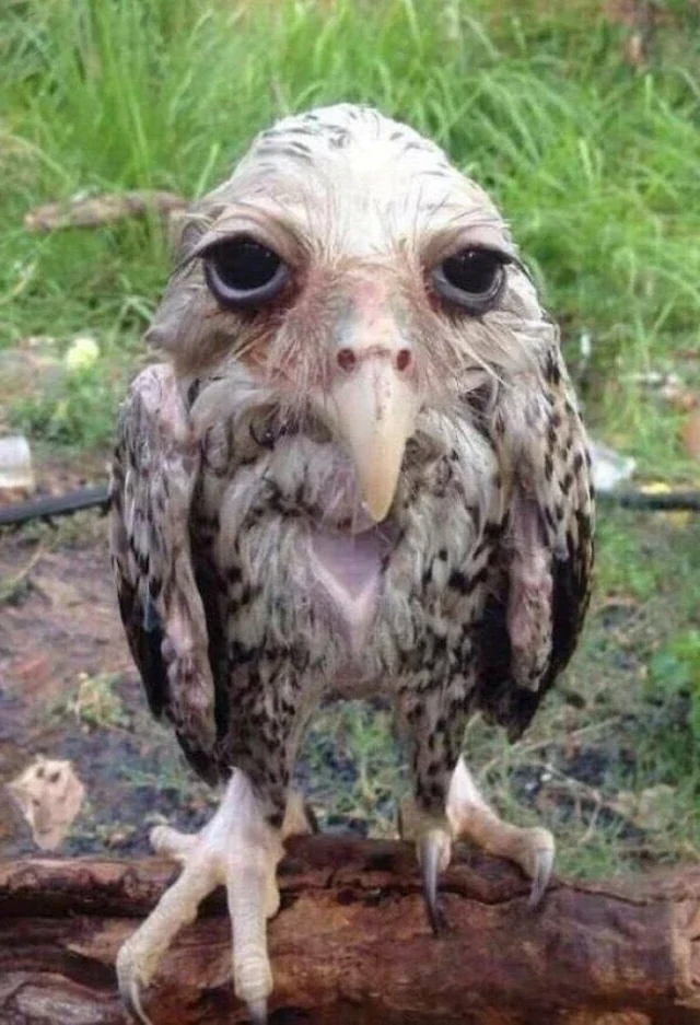 gg Blank Meme Template