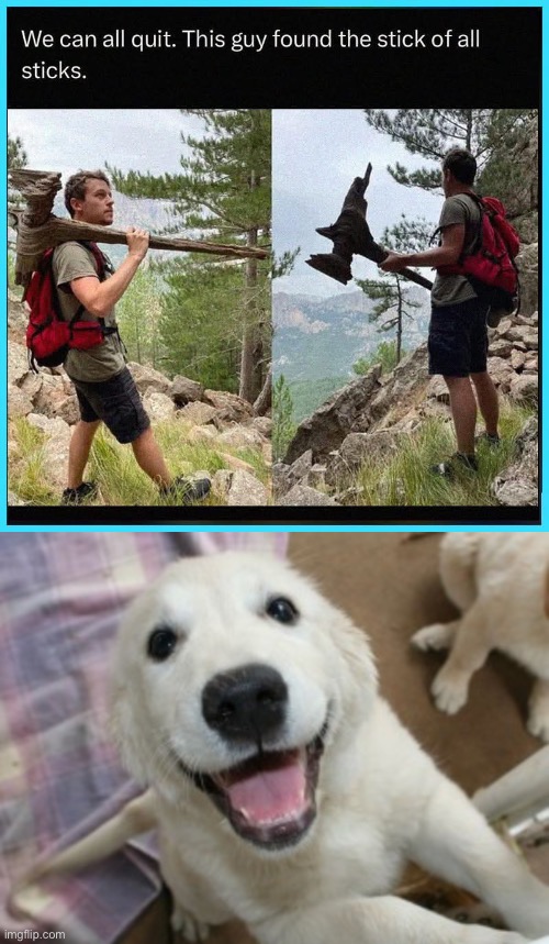 The stick! | image tagged in excited labrador,fetch,stick | made w/ Imgflip meme maker