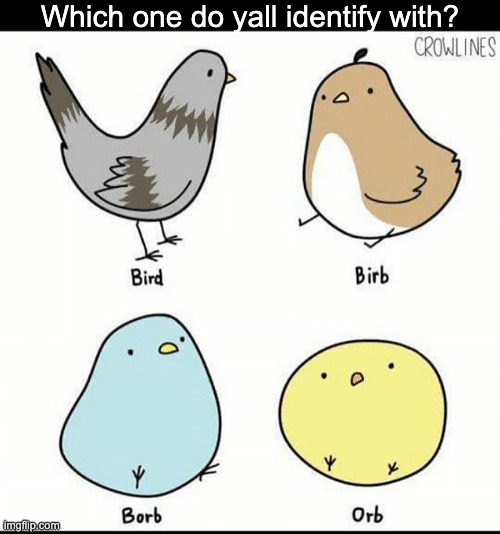 Borb | Which one do yall identify with? | image tagged in borb | made w/ Imgflip meme maker