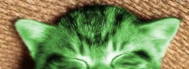 High Quality RayCat 50% Off Blank Meme Template