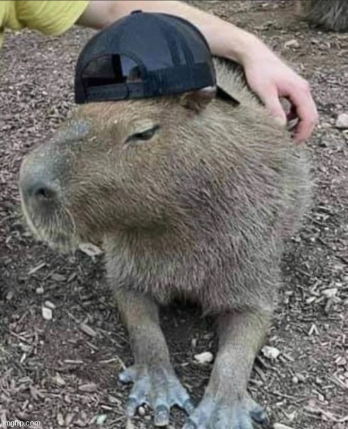 Capybara | image tagged in capybara | made w/ Imgflip meme maker