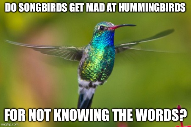 Hummingbirds | DO SONGBIRDS GET MAD AT HUMMINGBIRDS; FOR NOT KNOWING THE WORDS? | image tagged in hummingbird,song,birds,angry,bad joke,bad pun | made w/ Imgflip meme maker