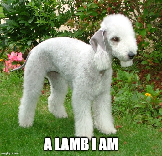 A LAMB I AM | made w/ Imgflip meme maker