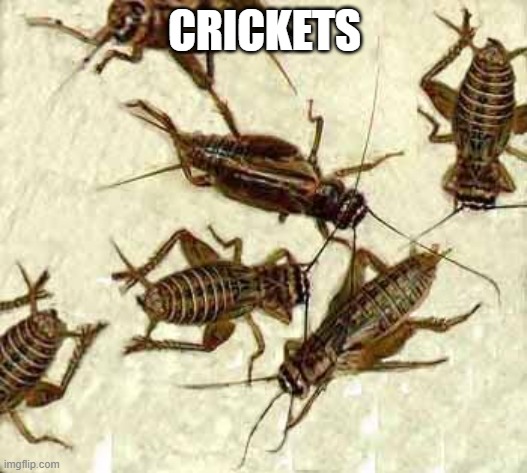 Crickets | CRICKETS | image tagged in crickets | made w/ Imgflip meme maker