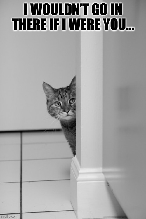 The last words you’d  want to hear your cat say… | I WOULDN’T GO IN THERE IF I WERE YOU… | image tagged in cats,i wouldnt go in there,if i were you | made w/ Imgflip meme maker