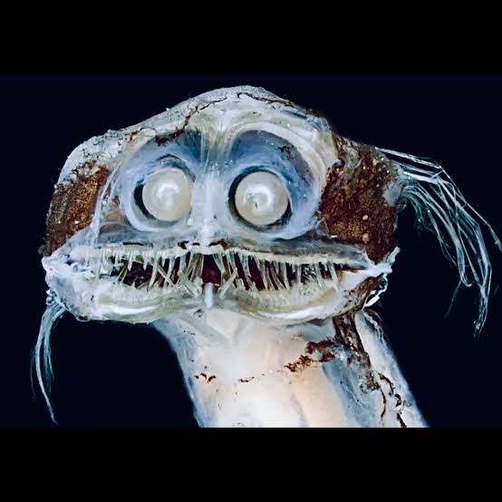 Telescope fish Blank Meme Template