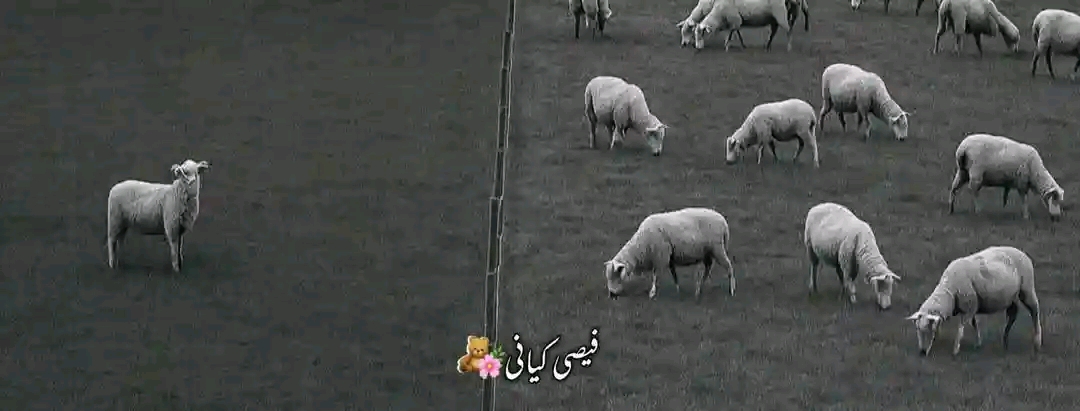 tameer... @ Blank Meme Template