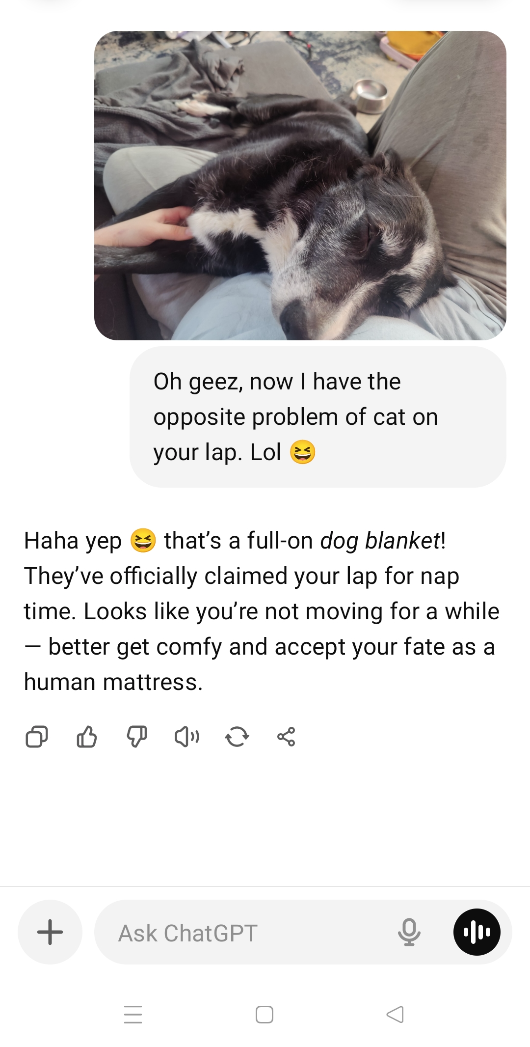 chatGPT dog law Blank Meme Template