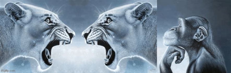 Lions yelling at each other while monkey ponders at a distance | image tagged in lions yelling at each other while monkey ponders at a distance | made w/ Imgflip meme maker
