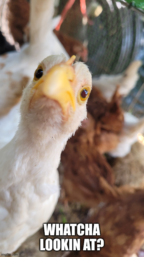 whatcha lookin at? | WHATCHA LOOKIN AT? | image tagged in chicken,funny,cute,tough | made w/ Imgflip meme maker