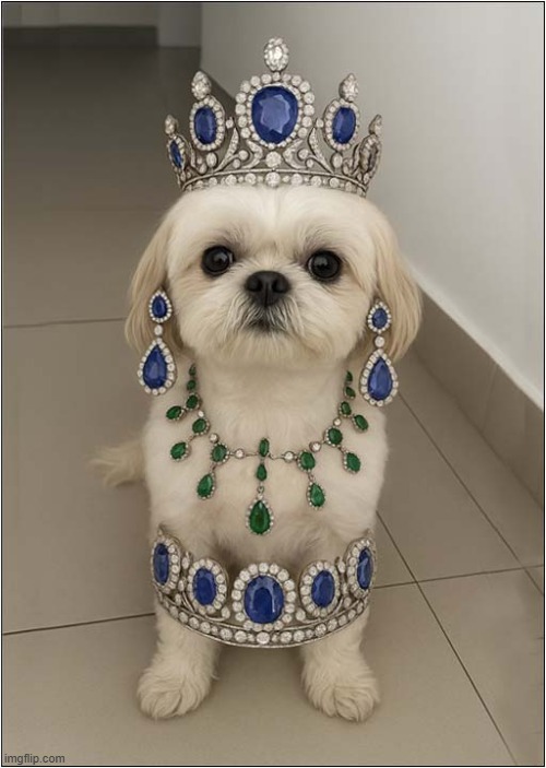 Do You Like My 'Recently Aquired' French Jewellery ? | image tagged in dogs,stolen,jewellery,the louvre,paris | made w/ Imgflip meme maker