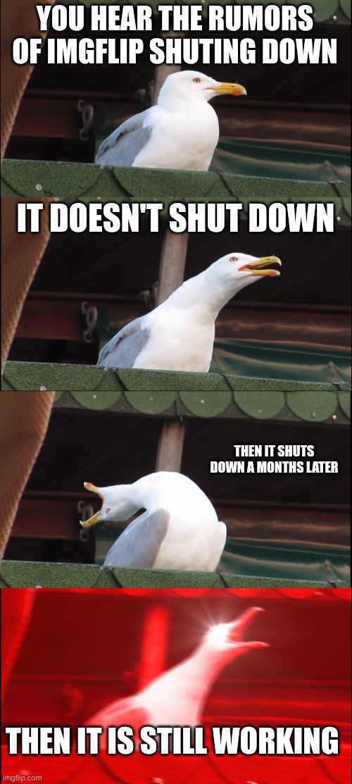 Imgflip was down for my Chromebook if any of y'all also saw it. | YOU HEAR THE RUMORS OF IMGFLIP SHUTING DOWN; IT DOESN'T SHUT DOWN; THEN IT SHUTS DOWN A MONTHS LATER; THEN IT IS STILL WORKING | image tagged in memes,inhaling seagull,funny,relatable | made w/ Imgflip meme maker