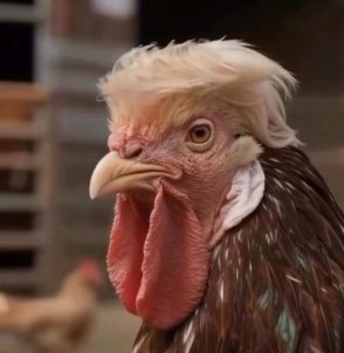 look-a-like | image tagged in trump,meme | made w/ Imgflip meme maker