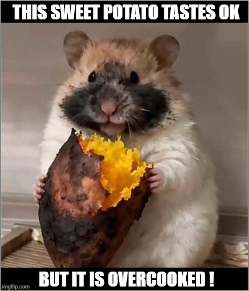 A Potato Connoisseur ! | THIS SWEET POTATO TASTES OK; BUT IT IS OVERCOOKED ! | image tagged in hamster,potato,burnt | made w/ Imgflip meme maker
