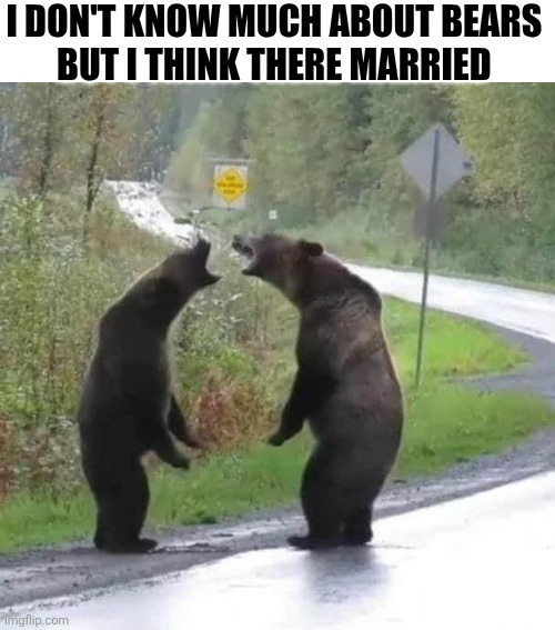 I Don't Know Much About Bears But I Think There Married | I DON'T KNOW MUCH ABOUT BEARS 
BUT I THINK THERE MARRIED | image tagged in chris joines | made w/ Imgflip meme maker