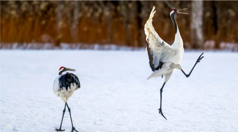Bird dancing Blank Meme Template High Quality Bird dancing Blank Meme Template
