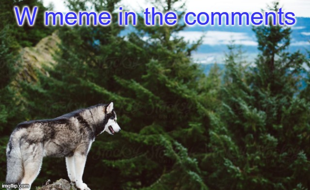 Husky | W meme in the comments | image tagged in husky | made w/ Imgflip meme maker