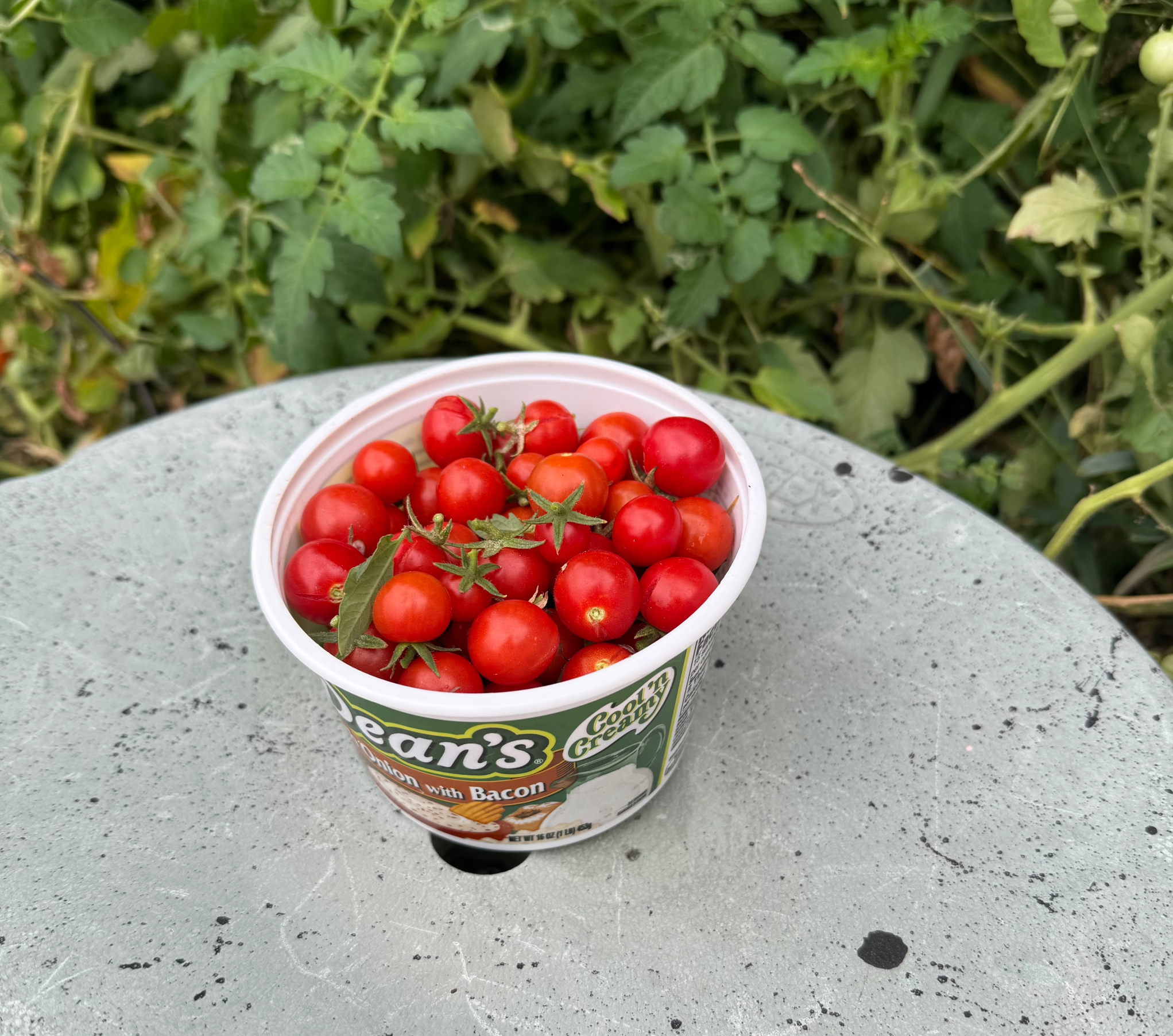 Cherry tomatoes, October 24, 2025 Blank Meme Template