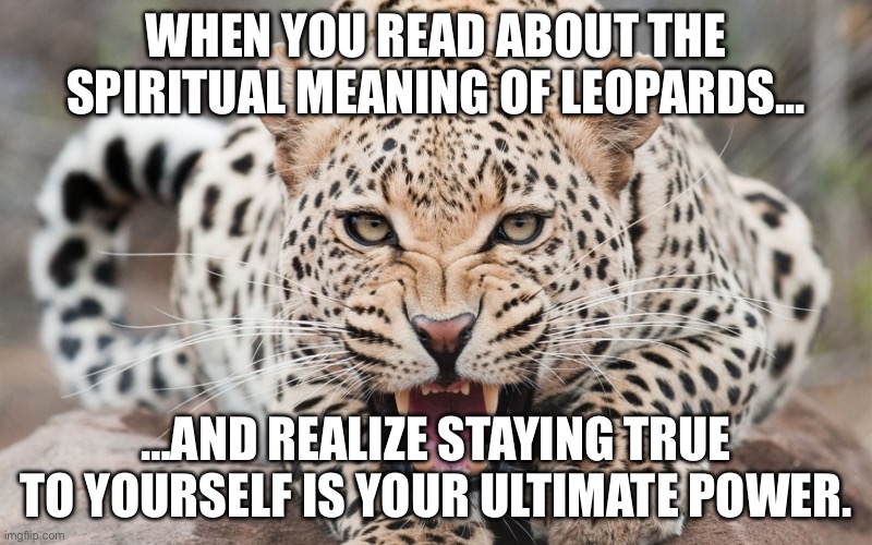 WHEN YOU READ ABOUT THE SPIRITUAL MEANING OF LEOPARDS... | WHEN YOU READ ABOUT THE SPIRITUAL MEANING OF LEOPARDS... …AND REALIZE STAYING TRUE TO YOURSELF IS YOUR ULTIMATE POWER. | image tagged in a leopard can't change it's spots,spirit animal,leopard,cats,spiritual,animals | made w/ Imgflip meme maker