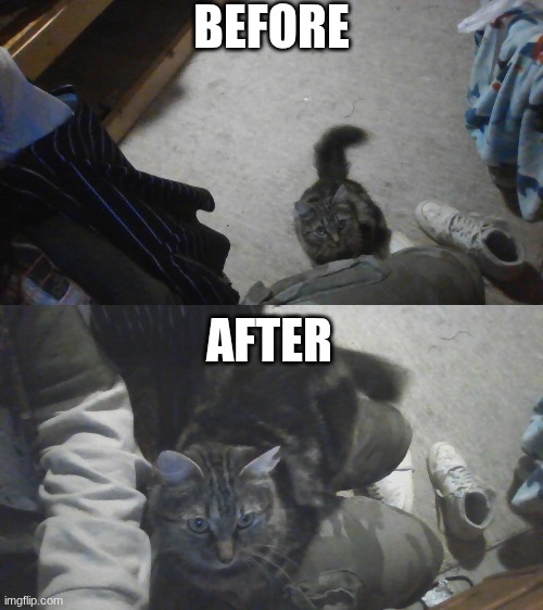 Cats when they see an empty lap: | BEFORE; AFTER | made w/ Imgflip meme maker