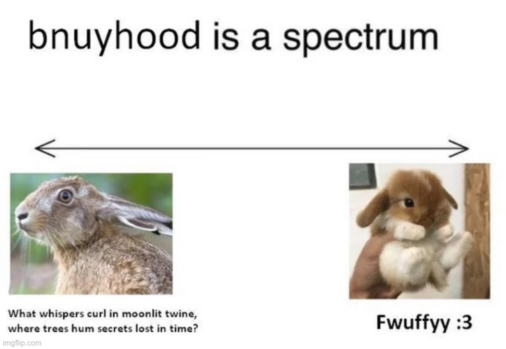 Bnuuy of the day 10/24 | image tagged in bunny,bnuuy,cute | made w/ Imgflip meme maker