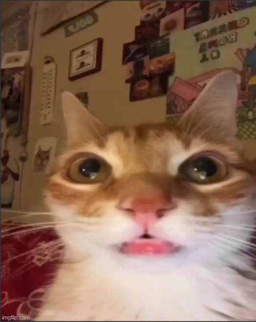 I'm stealing system's idea of using a cat image | image tagged in orange cat stare | made w/ Imgflip meme maker