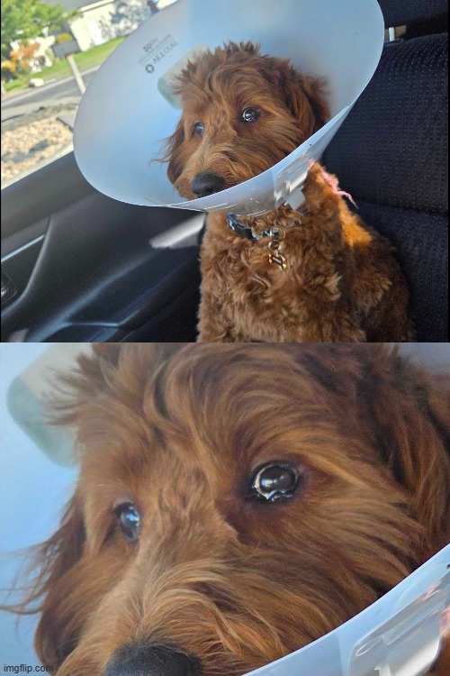 Winston has seen some sh*t | image tagged in dog,flashback,tears | made w/ Imgflip meme maker
